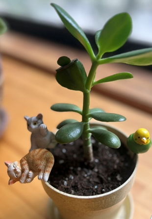 星組　写真