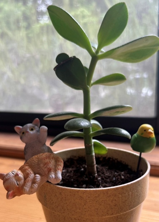 星組　写真