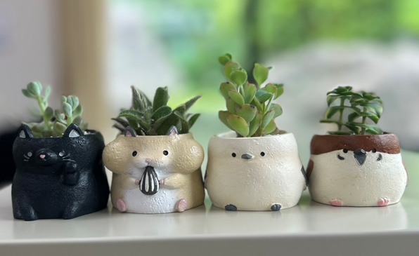 星組　写真