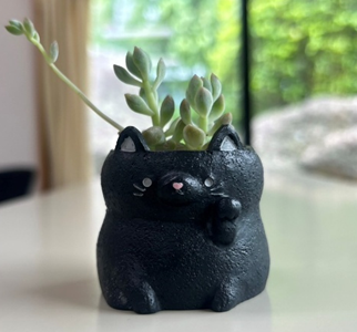 星組　写真